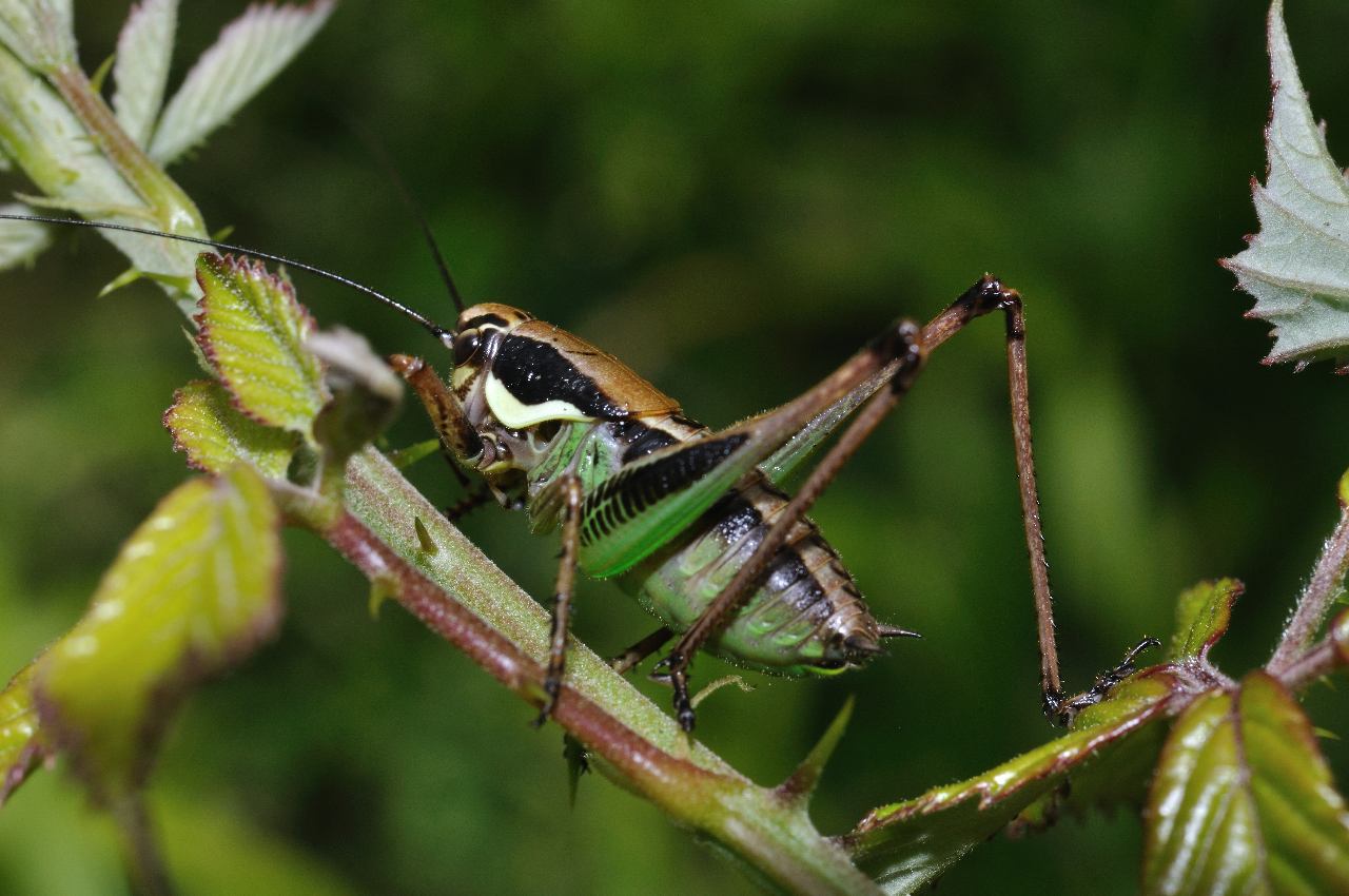 ID Orthoptero: Eupholidoptera sp.